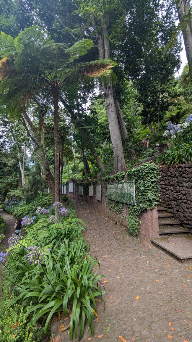 Tag 9: Funchal - mit einer rasanten Schlittenfahrt