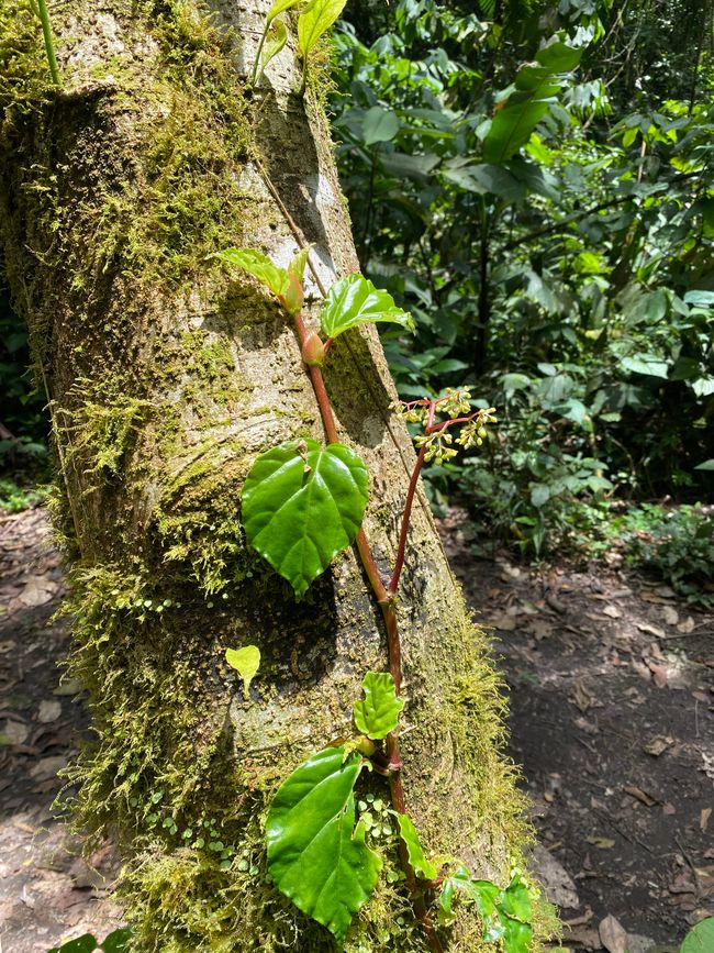 Vulkan Arenal/La Fortuna