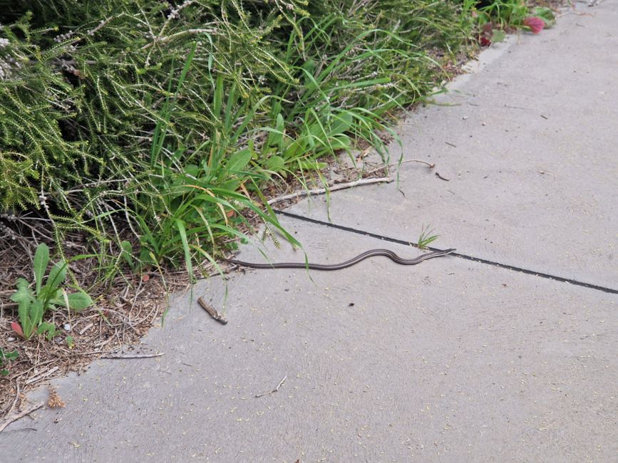 Nuestro primer encuentro con una serpiente