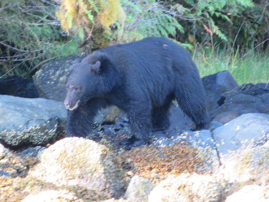 Bear Watching