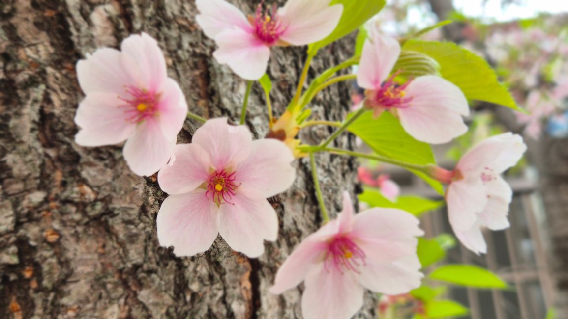 Die Kirschblüte