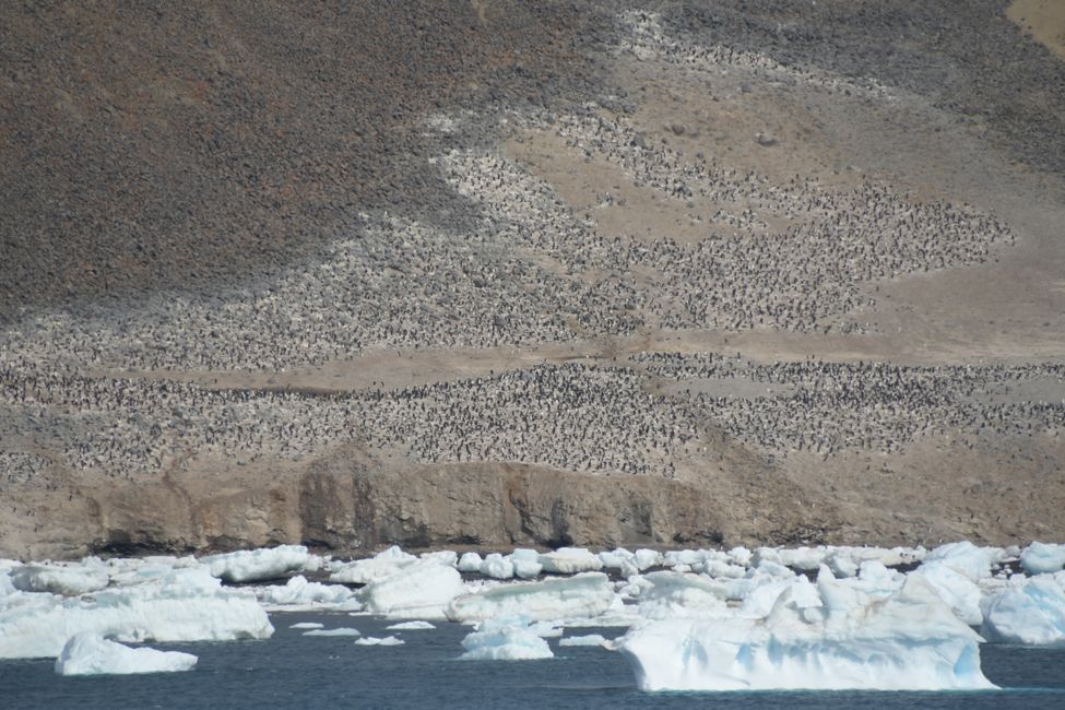 Colonie de manchots Adélie / Adelie penguin colony