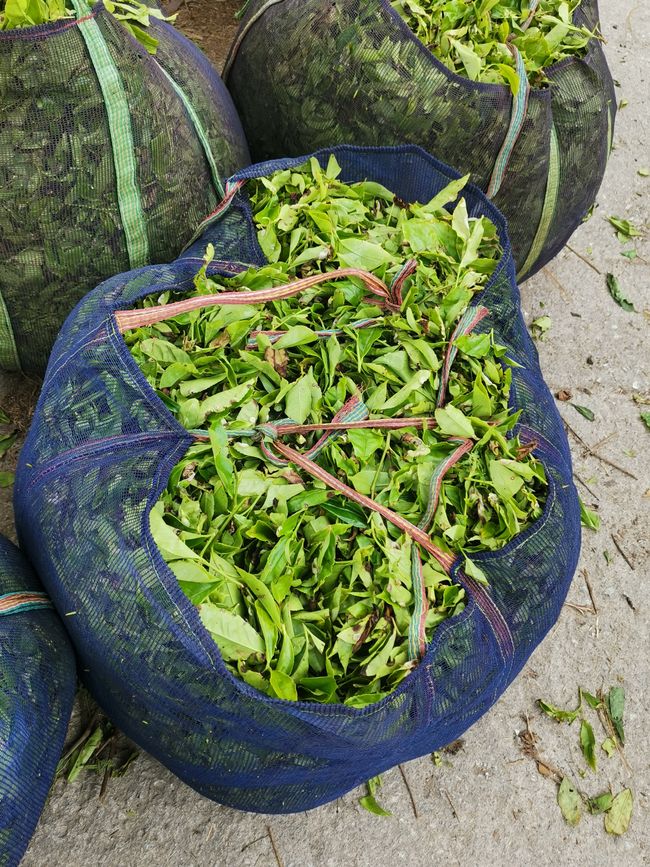 Cameron Highlands und George Town - Teeplantagen und Straßenkunst