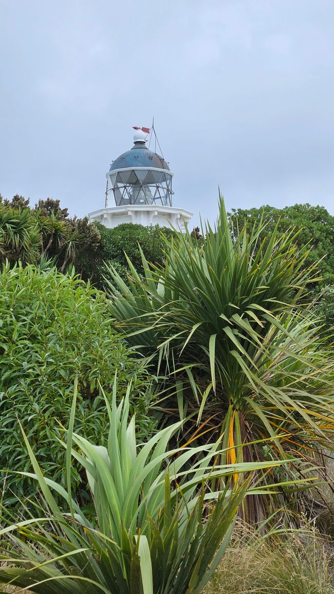 Timaru - Oamaru - Moeraki - Dunedin - Otago Peninsula - Oamaru