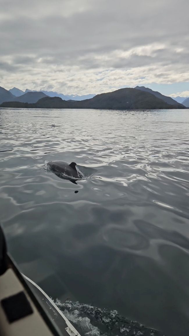 Manapouri - Te Anau - Milford Sound