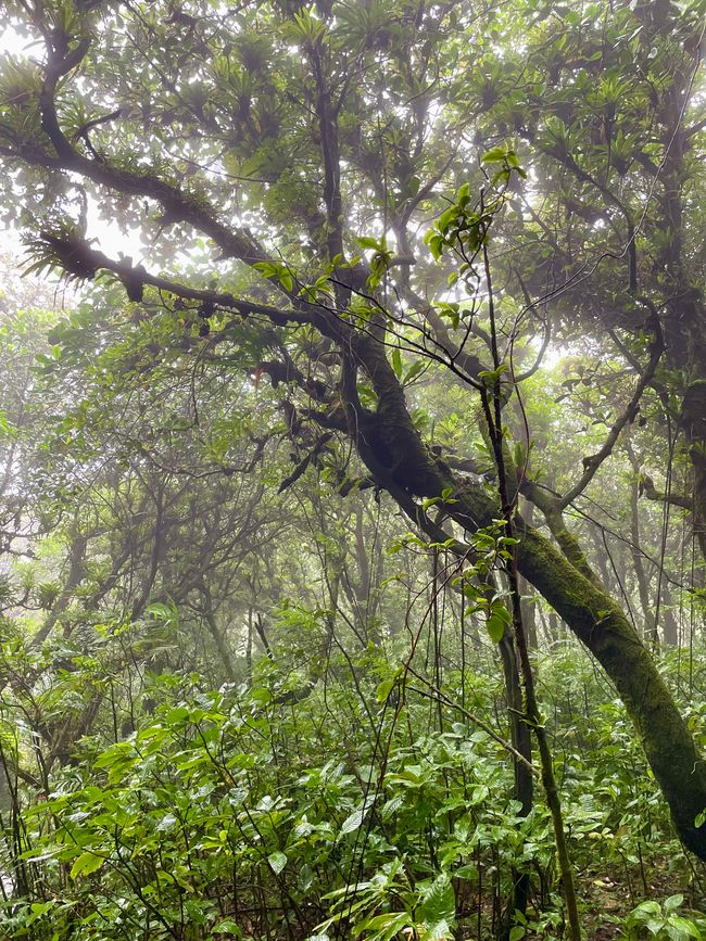 Caminata a través del bosque nuboso