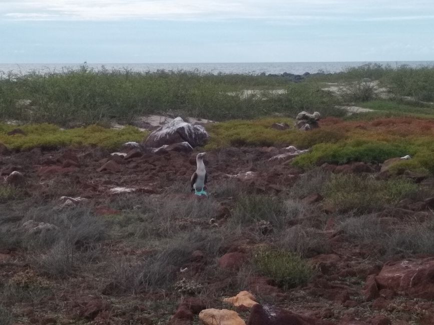 A blue-footed booby in the pampas