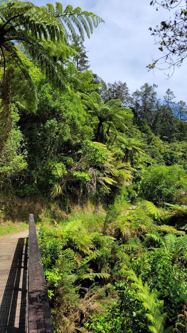 On the Trail of the Gold and Ore Mine in the Karangahake Gorge