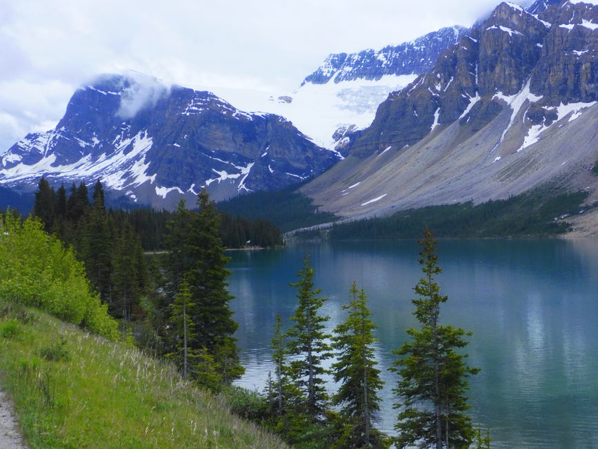 Glacier Crowfoot