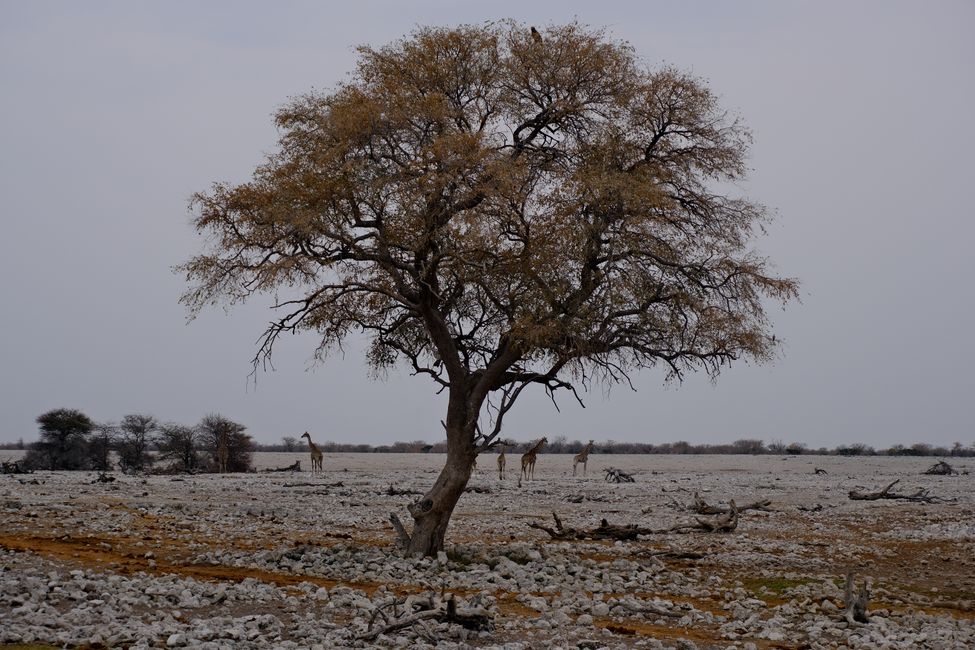 Etosha National Park 🐘🦒