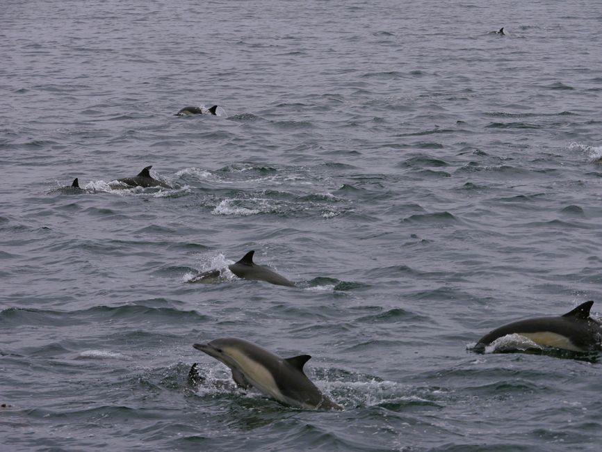 Excursión de avistamiento de ballenas