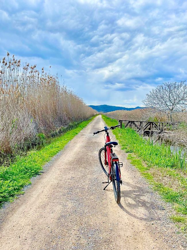 En chemin, les sangliers nous guettaient.