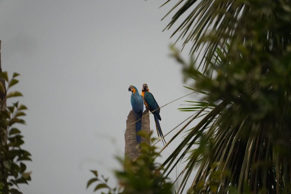 Navegando en canoa por el sur del Amazonas