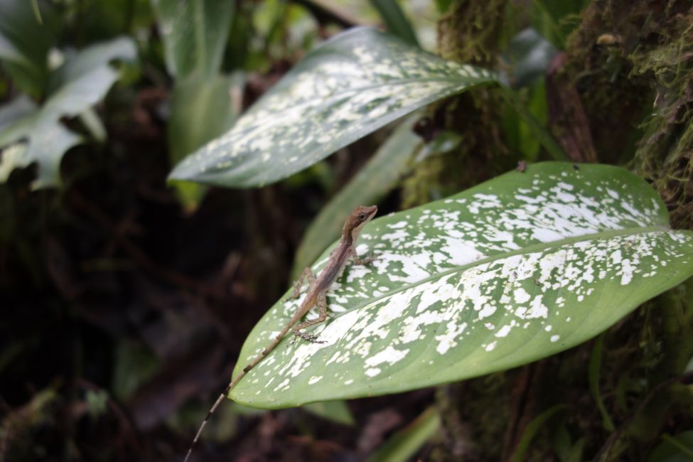 Wandern im Nationalpark El Silencio