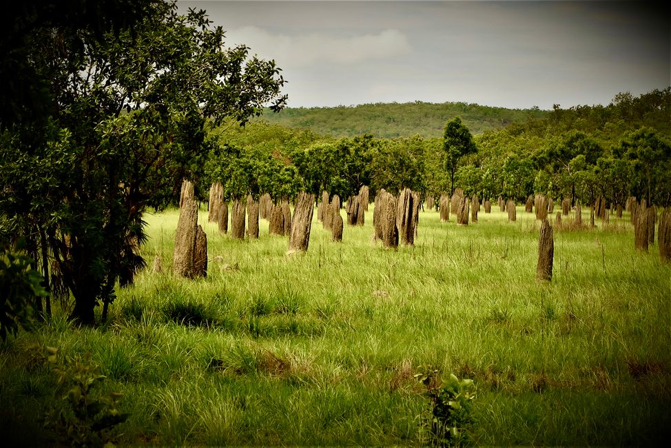 Litchfield Nationalpark mit seinen Termitenkathedralen