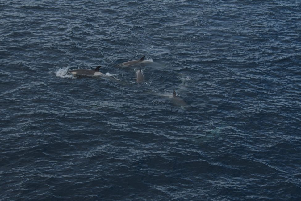 Orques / Killer whales