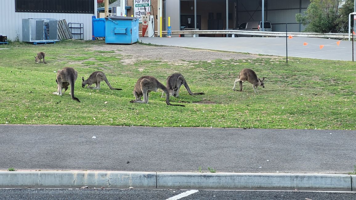 Halls Gap – Meet the Wildlife im Vorgarten