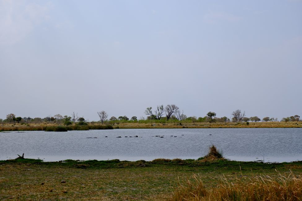 Delta del Okavango 🇧🇼