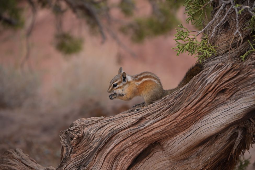 Dead Horse Point - Chipmunk
