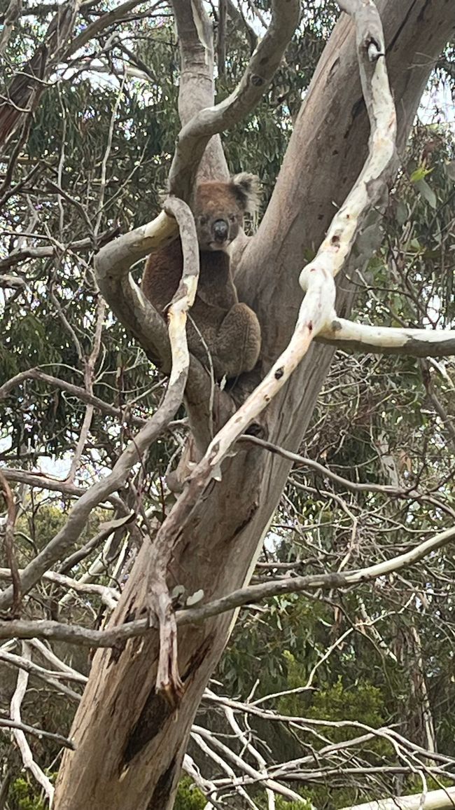 Kangaroo Island