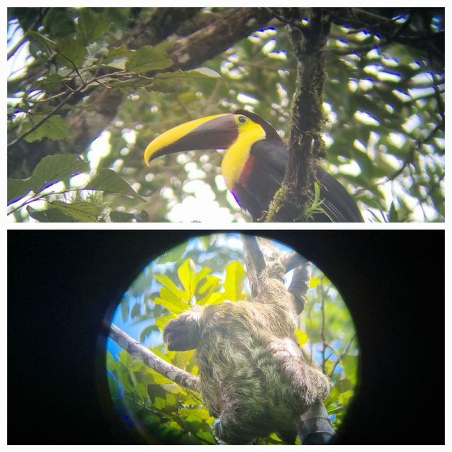 Jungle Life Costa Rica-
Rainforest Tour