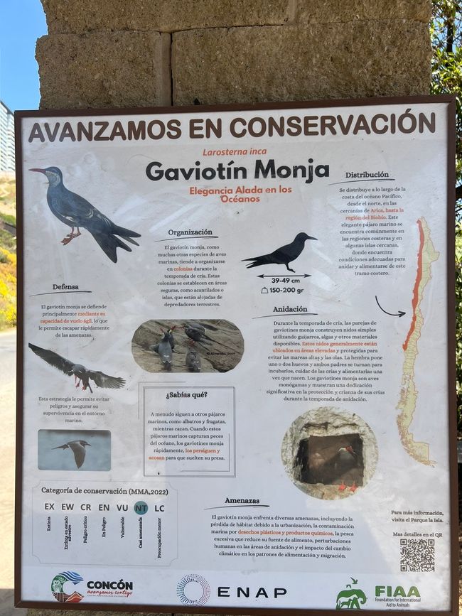 🛠️👨‍💻Giorni 44-47 (20-23 novembre) Viña del Mar / Concón