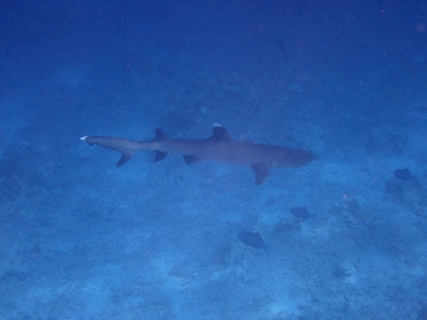 Weißspitzen-Riffhai / White tipped reef shark