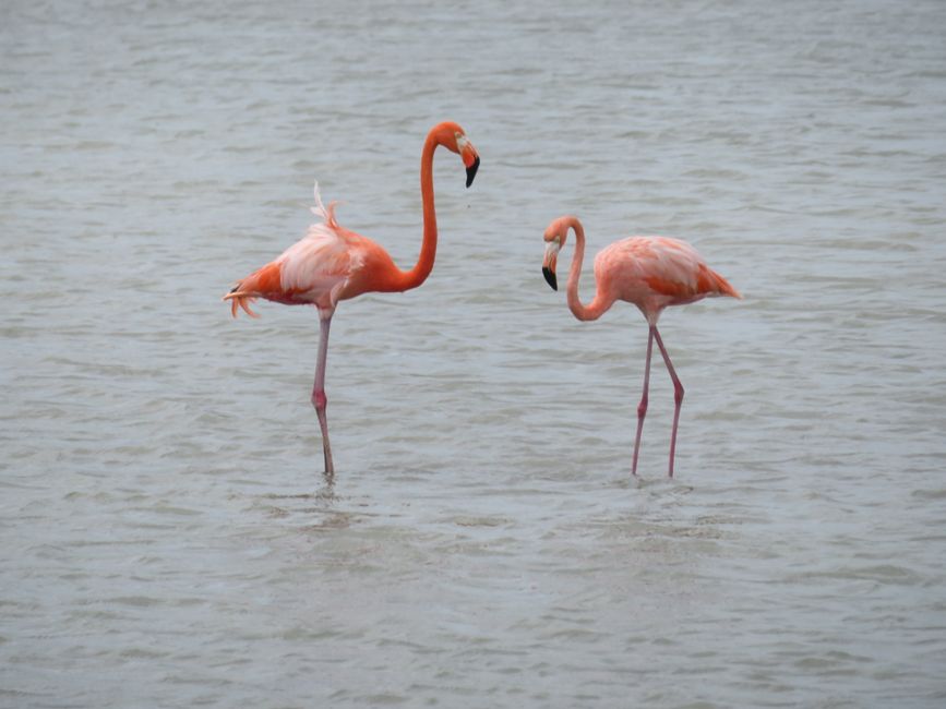 Flamants roses