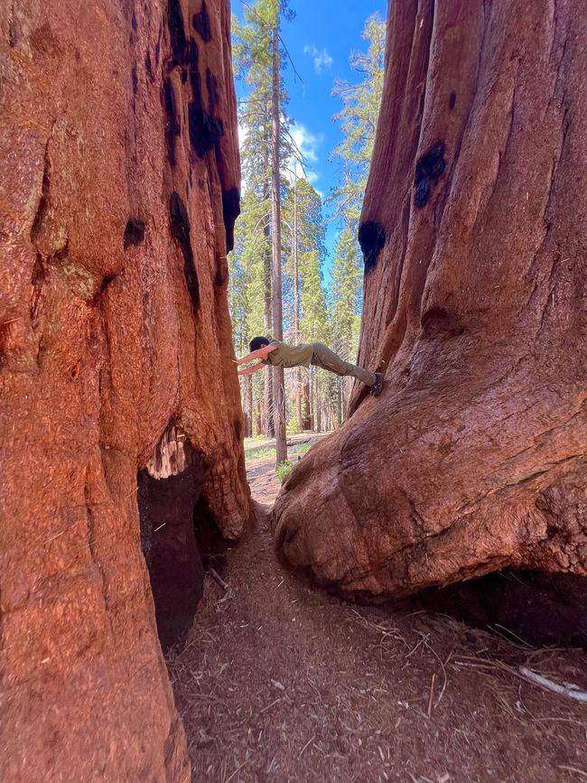Giganteschi giganti nella Sequoia
