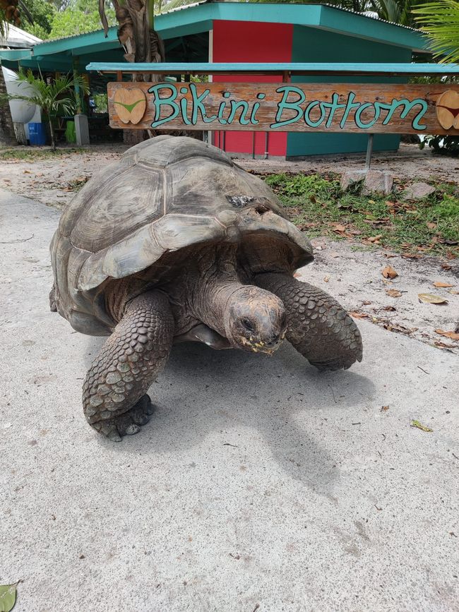 Seychellen - Tag 11: Inselhopping auf die Insel La Digue