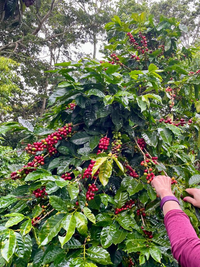 der Kaffee wird per Hand gepflückt