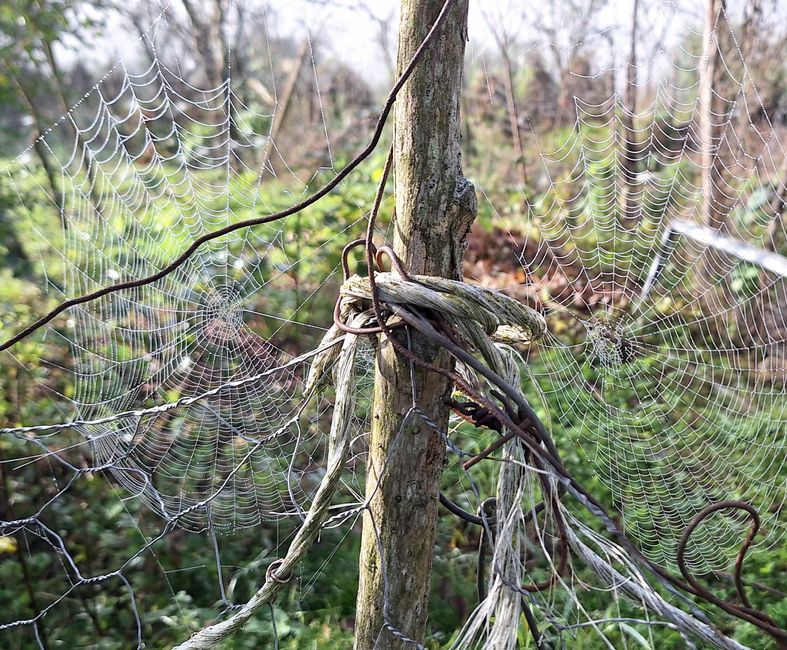 4 Erntetage stecken in den Knochen