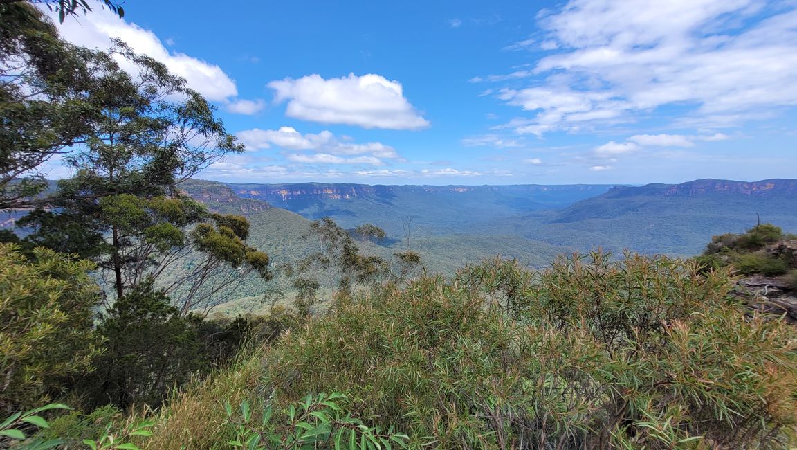 Blue Mountains – Eukalyptusbäume locken nicht nur Koalas an