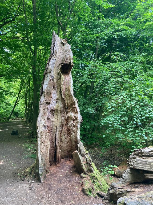 Der Baum
