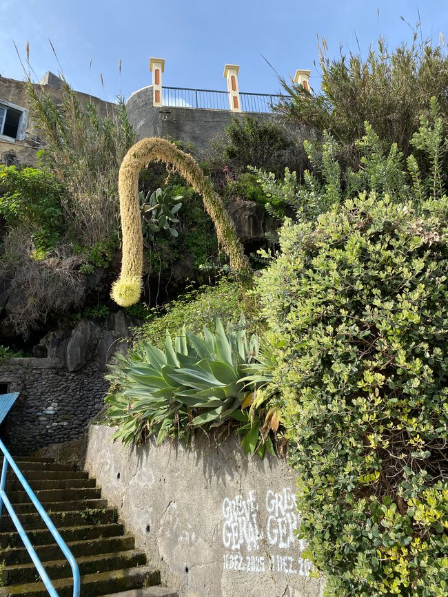 Hier als komplette Pflanze, noch ohne den "Schnabel"