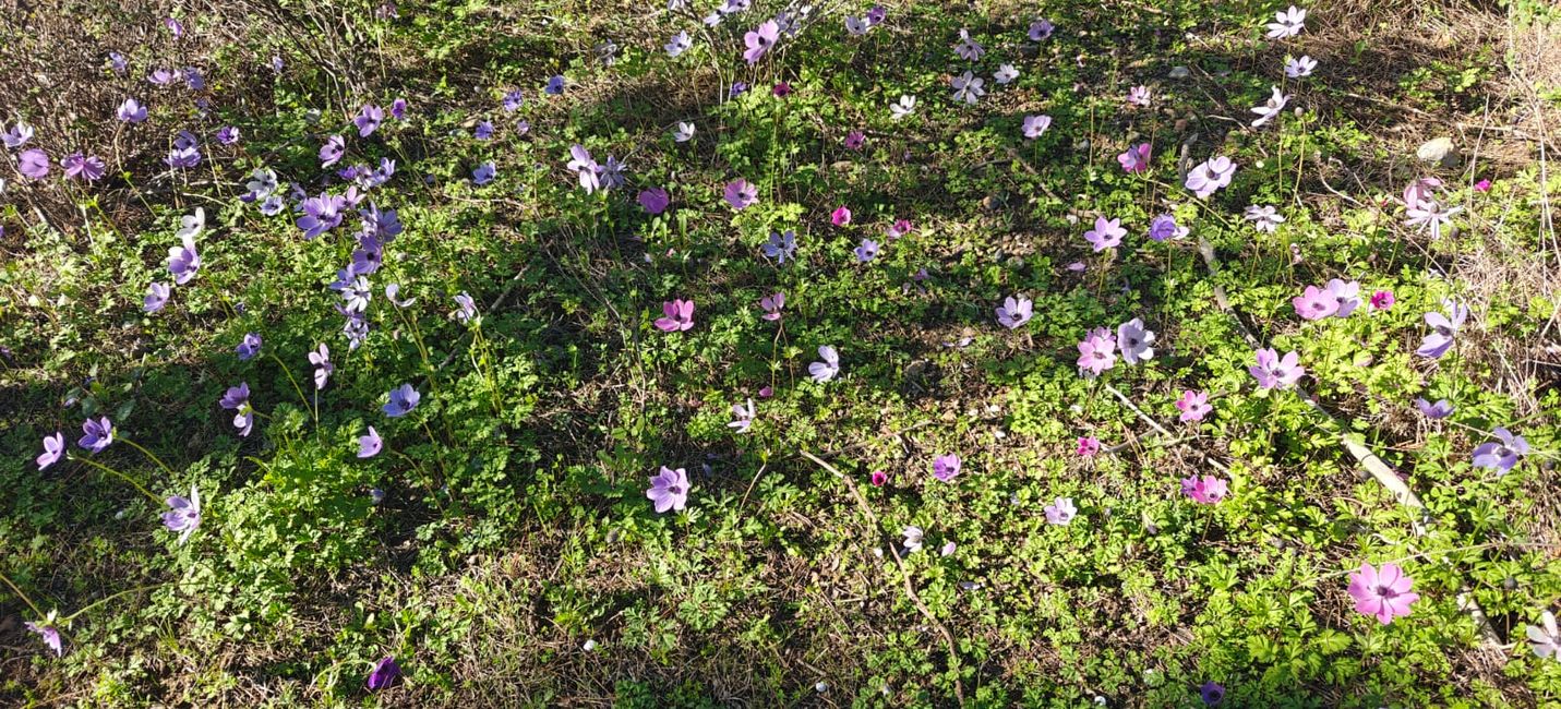 Frühling auf Kreta