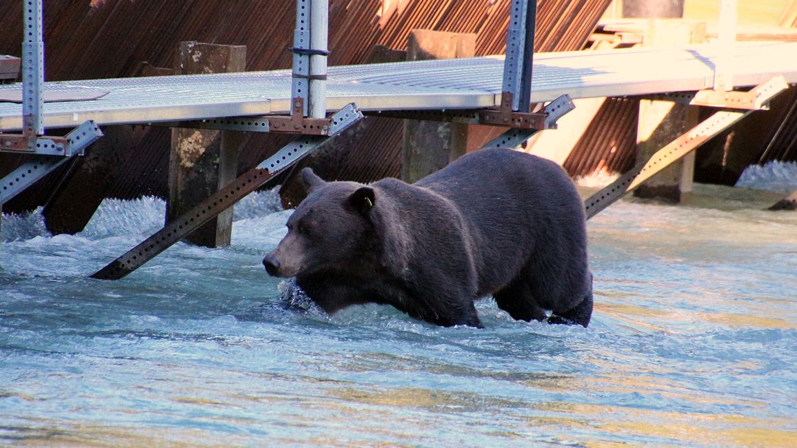 Day 26: Chilkoot River - a big bear show & photoshoot with 'Lulu'