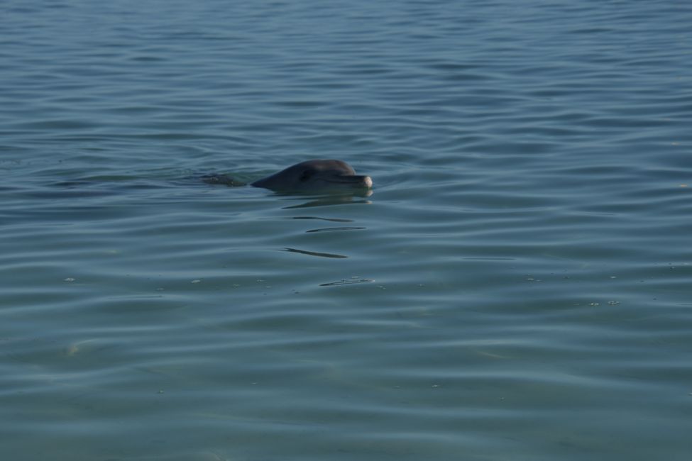 Shark Bay - Indo-pazifischer Tümmler / Indo-pacific bottlenose dolphin