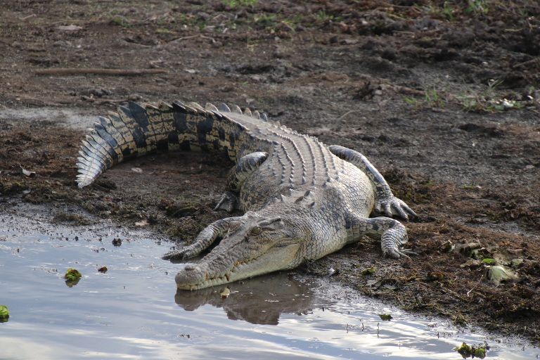 Tag 24: Auf der Jagd nach den Krokodilen