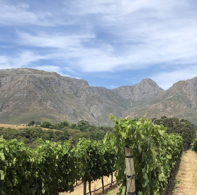 Rust En Vrede Wine Estate