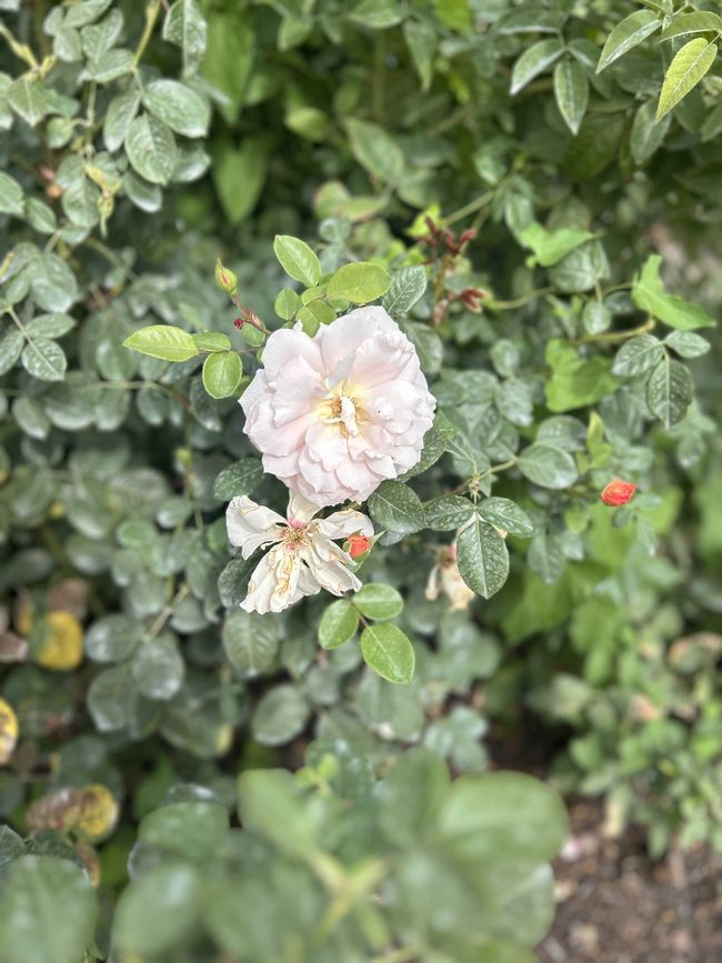 Rose im Jardin des Plantes