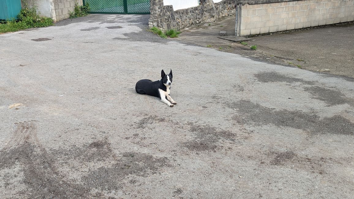 Wachhund 🐕