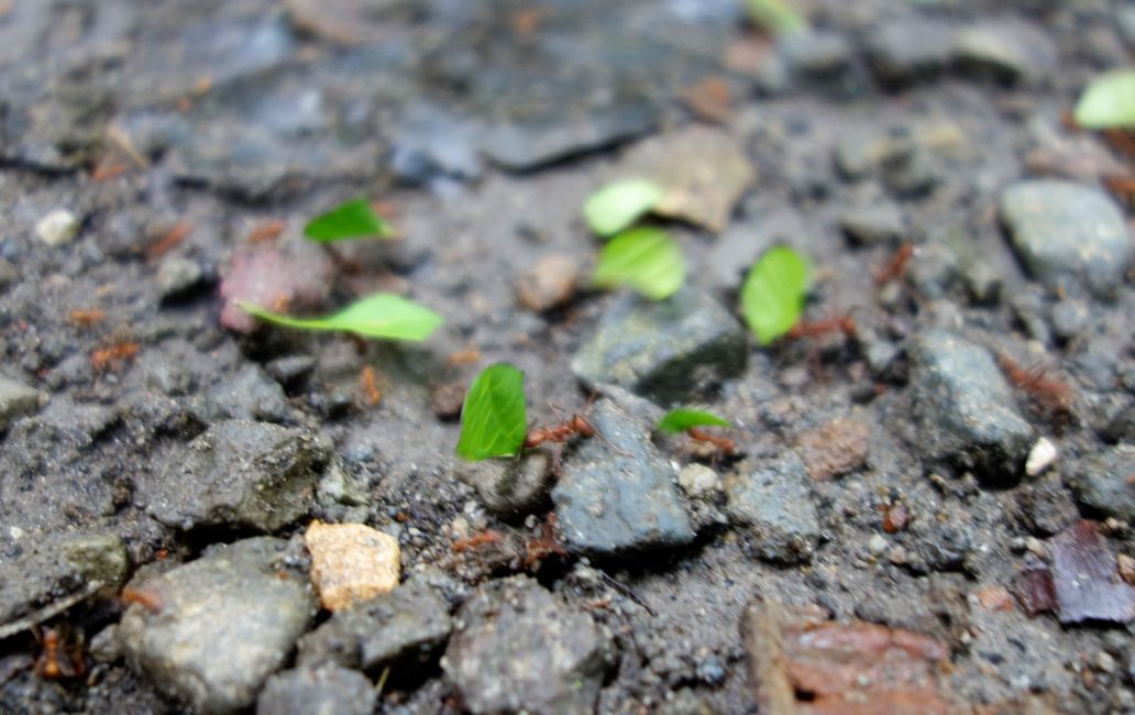 aber vielen Ameisenstraßen