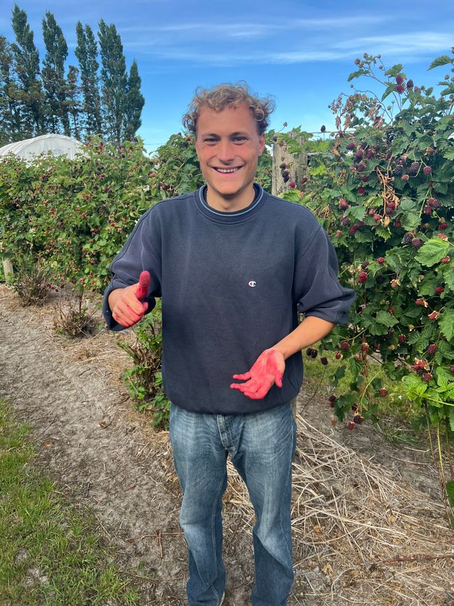 1. Tag Blackberrys picken