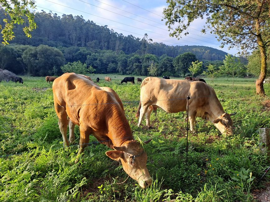 10. Etappe: Caldas de Reis - Padron