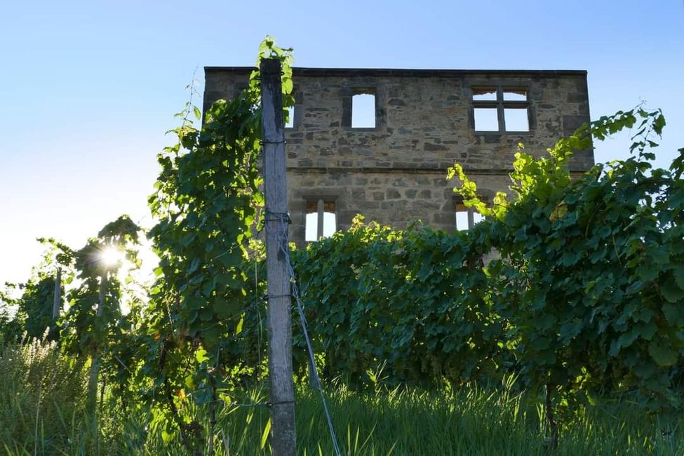 Zwischen Weinreben und Geschichte: Die Yburg im Fokus 📸