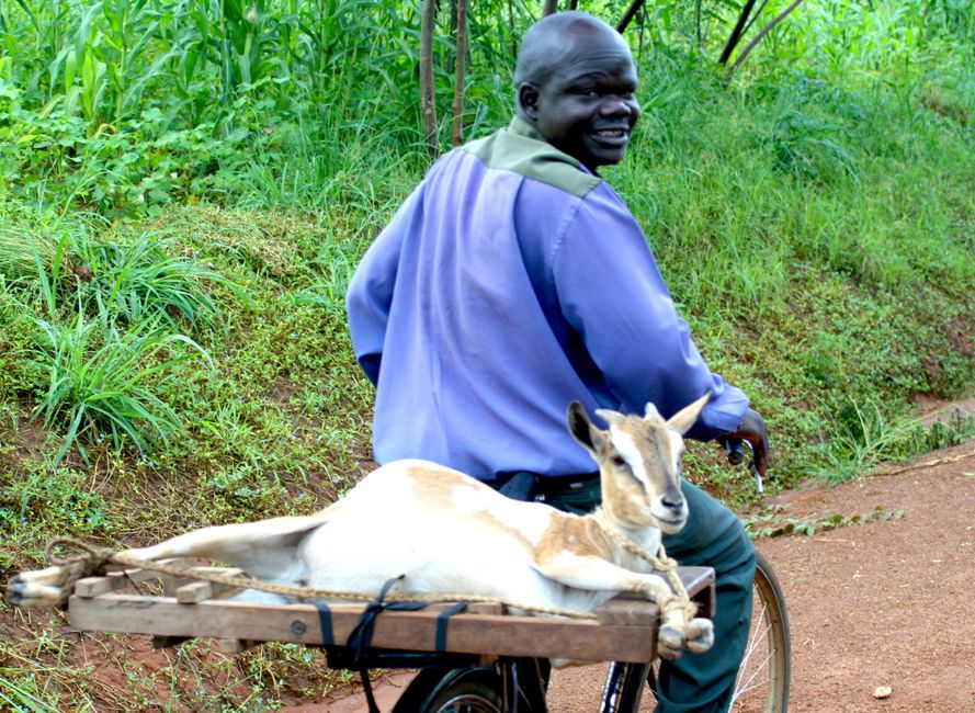 Das Paradies der sanften Riesen, Uganda