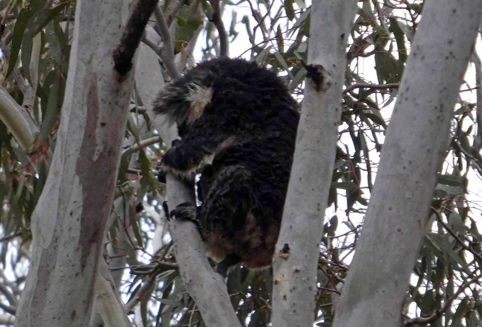 Kingscote, Kangaroo Island