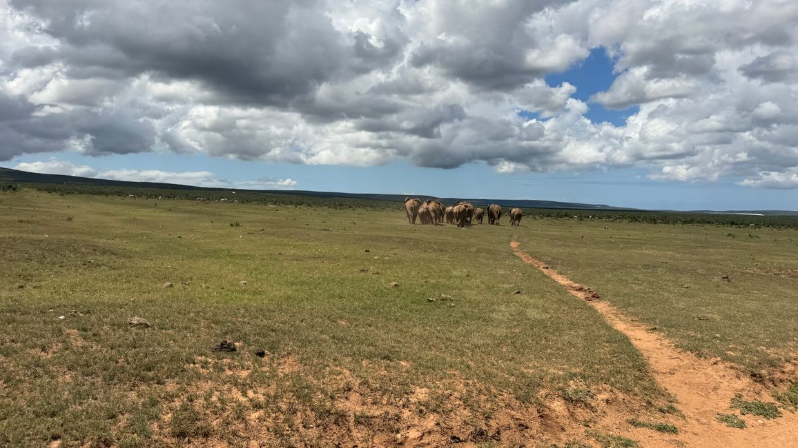 Addo Nationalpark