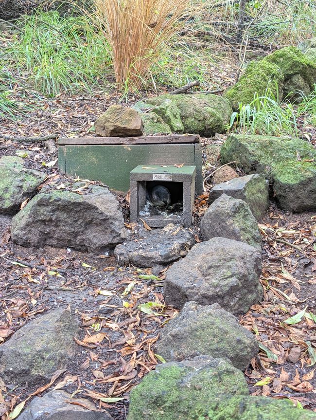 Penguin in living box 